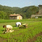 Agricoltura, etica e ambiente. Al centro l'opera scientifica di Antonio Bacarella. marchio collettivo