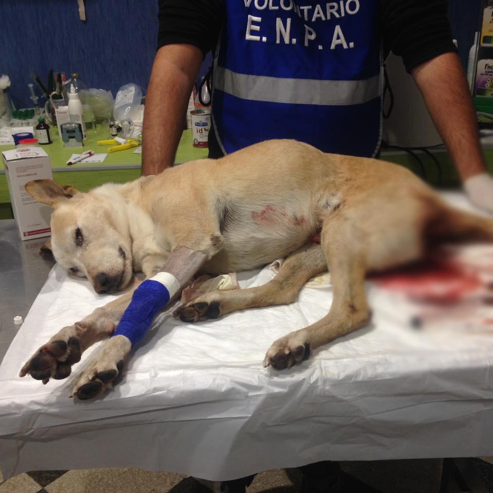 Soccorso Dai Volontari Enpa Non Supera La Notte Il Cane Di Territorio Trovato Ferito A Carini Il Moderatore It Quotidiano Popolare