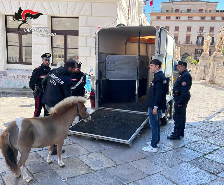 Trovato dai Carabinieri uno dei due Pony della corsa clandestina