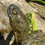 PALERMO, MERCATO ILLEGALE DI FAUNA SELVATICA: SEQUESTRATE RARISSIME TARTARUGHE E AVIFAUNA PROTETTA