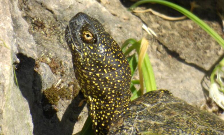 PALERMO, MERCATO ILLEGALE DI FAUNA SELVATICA: SEQUESTRATE RARISSIME TARTARUGHE E AVIFAUNA PROTETTA