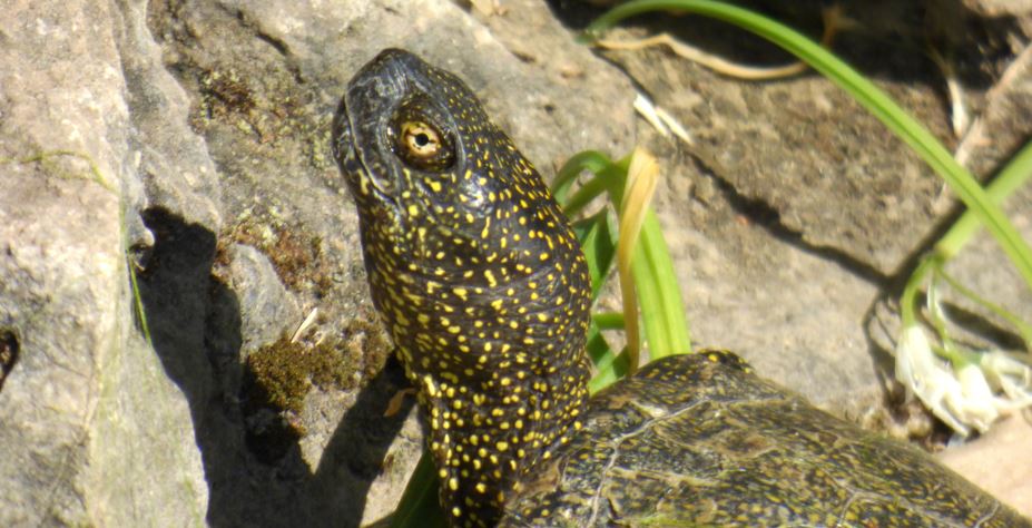 PALERMO, MERCATO ILLEGALE DI FAUNA SELVATICA: SEQUESTRATE RARISSIME TARTARUGHE E AVIFAUNA PROTETTA