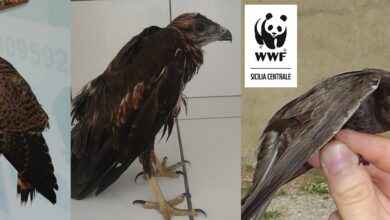 WWF Sicilia - Recupero animali feriti