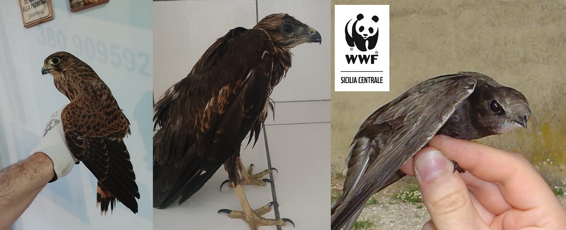 WWF Sicilia - Recupero animali feriti