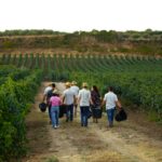 Un futuro agricolo per i giovani in Sicilia: le opportunità del bando regionale