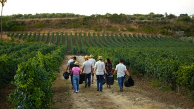 Un futuro agricolo per i giovani in Sicilia: le opportunità del bando regionale