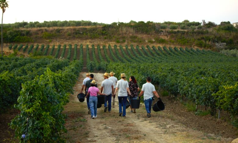 Un futuro agricolo per i giovani in Sicilia: le opportunità del bando regionale