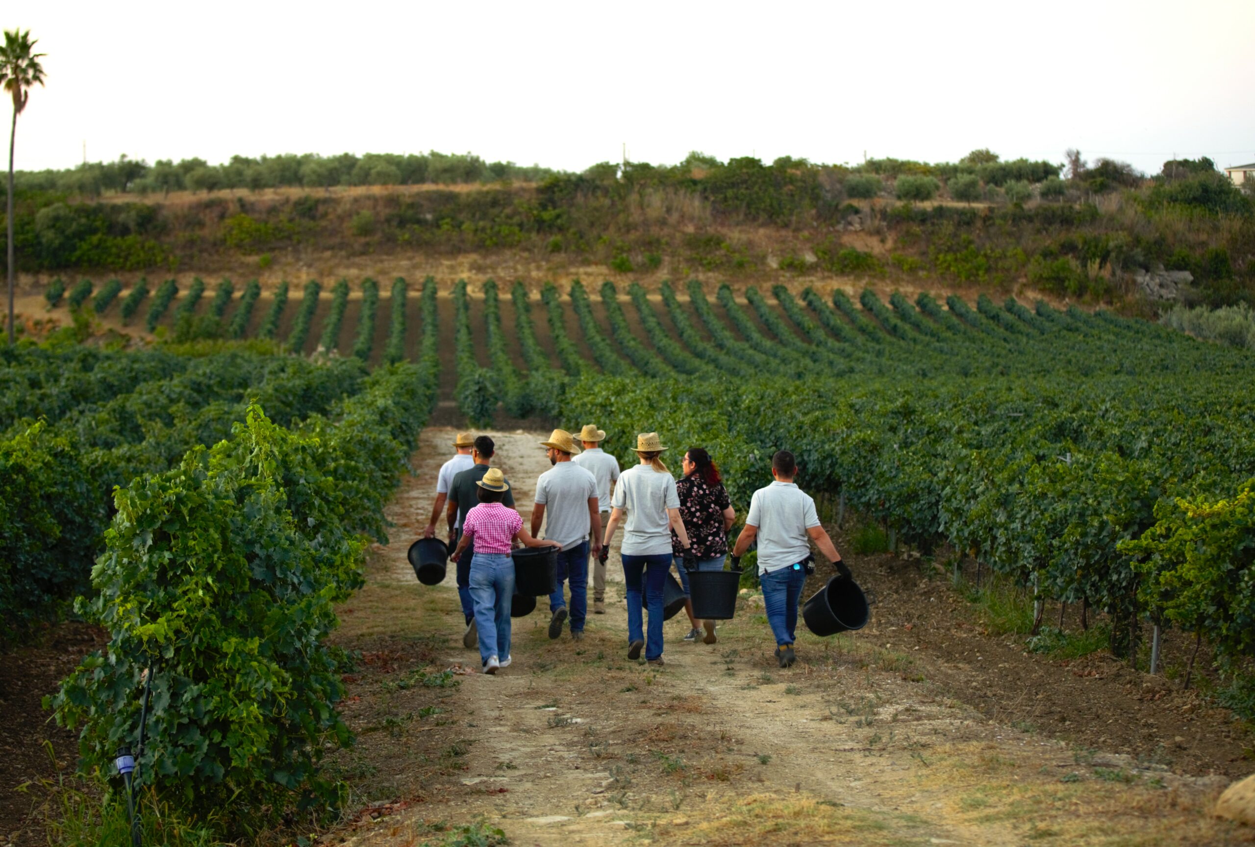 Un futuro agricolo per i giovani in Sicilia: le opportunità del bando regionale