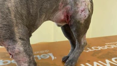 Tragedia a Palermo: La Verità sul Pitbull Ucciso e la Responsabilità nella Gestione degli Animali