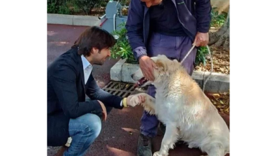 donna simula abbandono di cuccioli: scattano denunce per truffa e falso