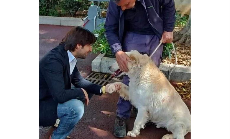 donna simula abbandono di cuccioli: scattano denunce per truffa e falso