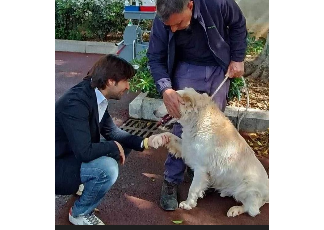 donna simula abbandono di cuccioli: scattano denunce per truffa e falso