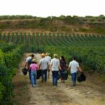 Innovazione e sostenibilità agricola: la valorizzazione delle risorse siciliane per un futuro più verde