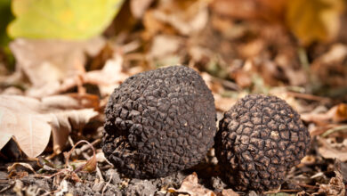 Tartufo nero