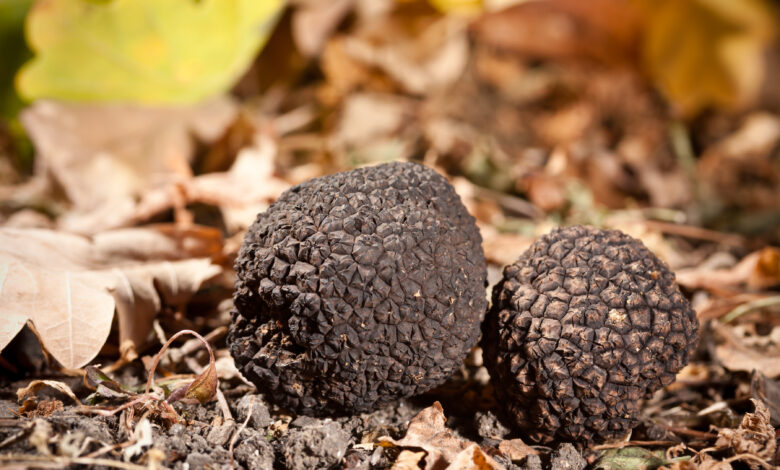 Tartufo nero